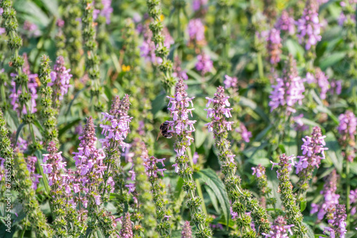 Close up of stachys officinalis  Betonica officinalis foliage.