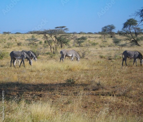 Zèbres de Grévy au Kenya