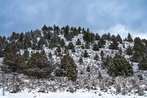 Pine trees on a snow covered hill near Termo, California, USA