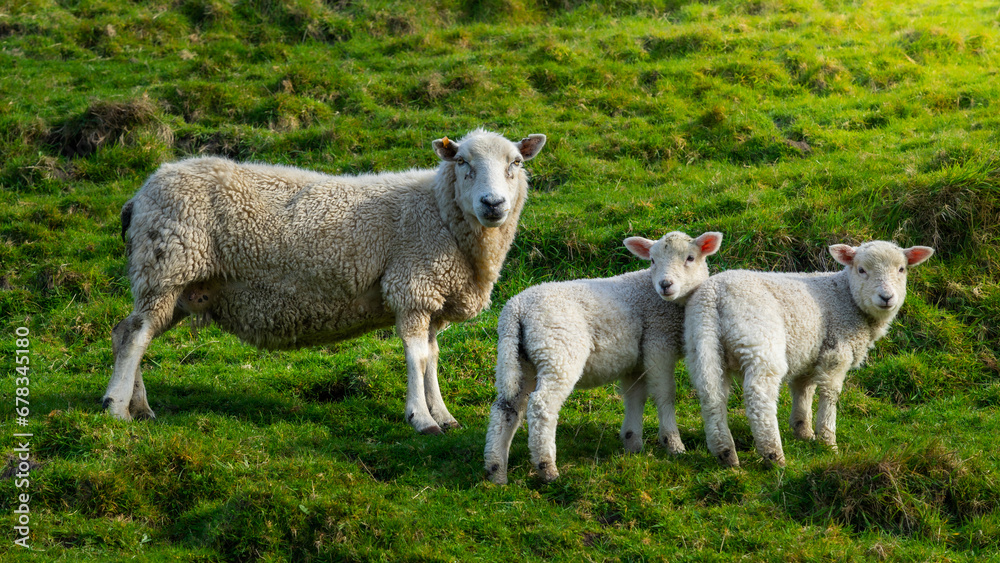 The photo shows sheeps in green spring meadow in New Zealand. The photo shows sheeps in green spring meadow in New Zealand.