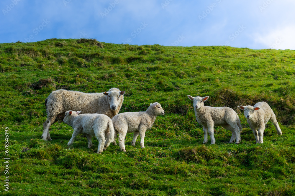 The photo shows sheeps in green spring meadow in New Zealand. The photo shows sheeps in green spring meadow in New Zealand.