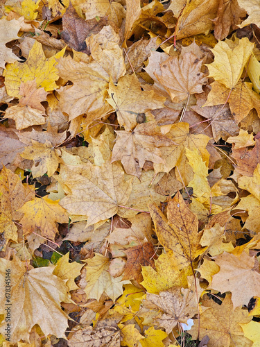 Sidewalk near Julianowski Park in Lodz covered with fallen yellow leaves on a cloudy autumn morning, Lodz, Poland.