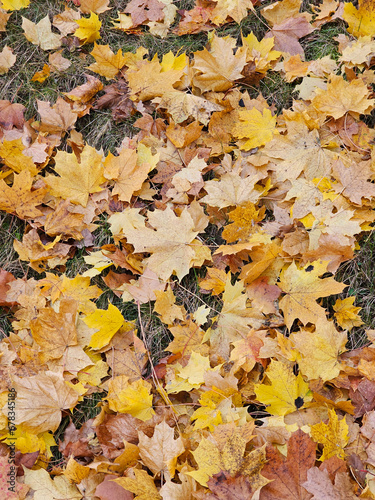 Lawn near Julianowski Park in Lodz covered with fallen colorful leaves on a cloudy autumn morning, Lodz, Poland.