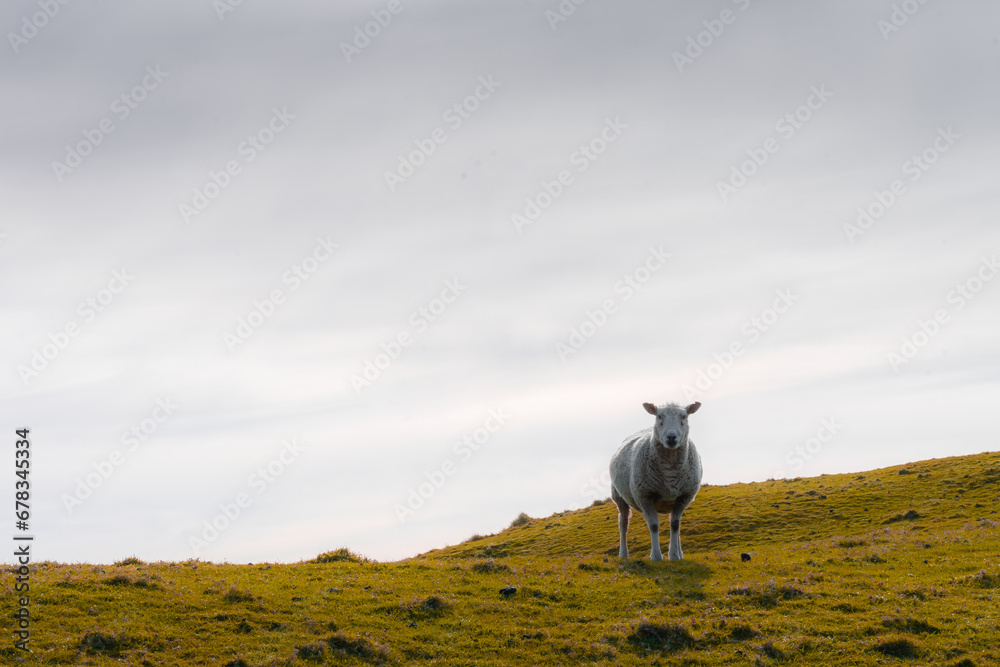Obraz premium The photo shows sheeps in spring meadow in New Zealand.
