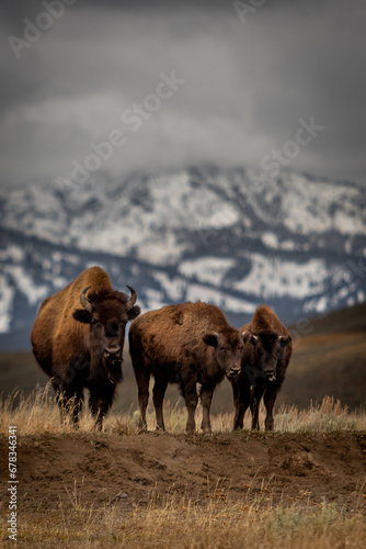 American bison buffalo in Yellowstone park national park image shows a herd of bison walking over a hill with the a snow covered mountain in the background, October 2023