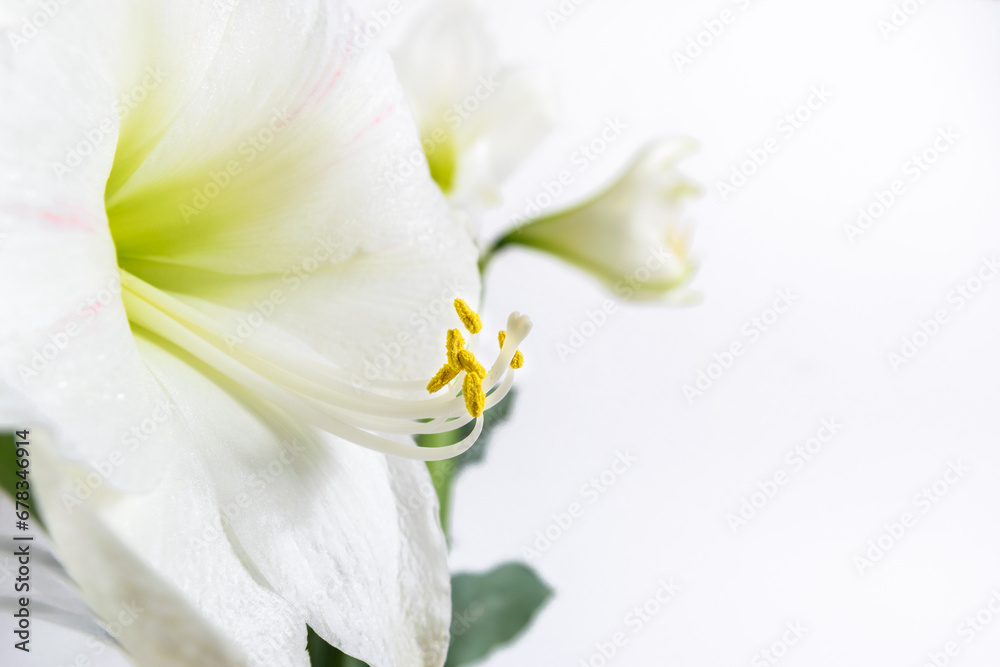 Beautiful white lily flower close up. Pistil and stamens covered with pollen. Macro. White background. Greeting card. Beautiful white lily flower close up. Pistil and stamens covered with pollen. Macro. White background. Greeting card.