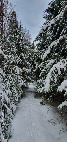 Forest road covered with fresh snow in the mountains near Glodowski Wierch on a frosty winter day, Bukowina Tatrzanska, Poland.