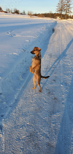 A small mutt standing like a suricat on a snowy mountain road near Glodowski Wierch at sunrise on a cold winter morning, Bukowina Tatrzanska, Poland.