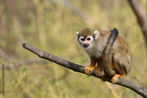 Common squirrel monkey