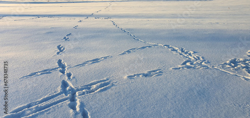 Fresh animal traces left in the snow near Bukowina Tatrzanska on a frosty winter morning, Bukowina Tatrzanska, Tatra Mountains, Poland. photo