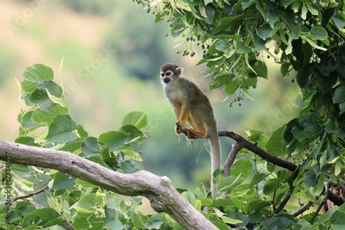 Common squirrel monkey