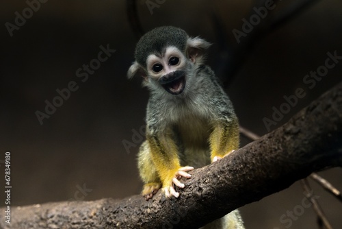 Common squirrel monkey © Hana