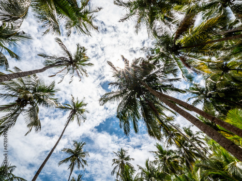 Tropical paradise with towering palms and sunlit sky.