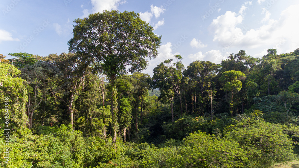Towering trees in French Guiana’s rainforest.