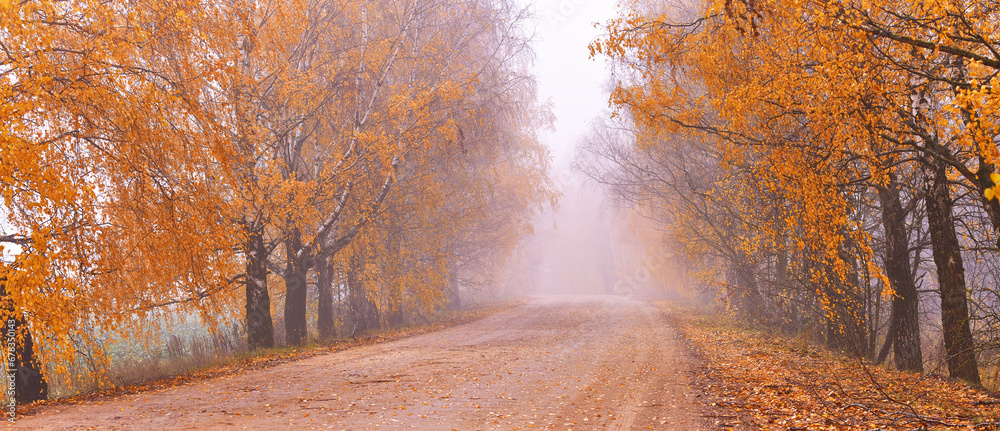 Colorful alley landscape in morning fog. Fall birch trees on dirt roadside. Autumn wood, rural view, red yellow leaves. Travel, walking. Natural tunnel. Loneliness and melancholy concept.