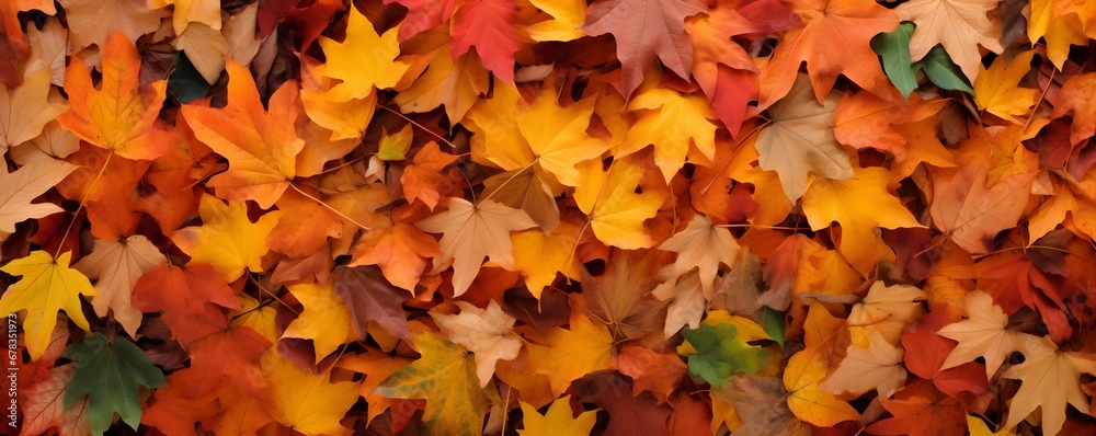 Colorful seasonal autumn background pattern, Vibrant carpet of fallen forest leaves.