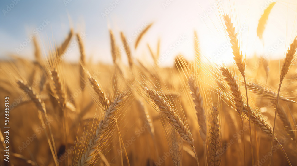 Fototapeta premium Close-up of a field of wheat. Generative Ai