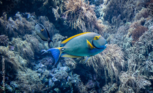 Under water view of tropical fish. Yellowfin Surgeonfish against coral background.