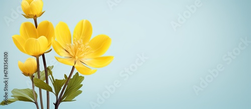 Yellow winter aconite flower with pastel hues