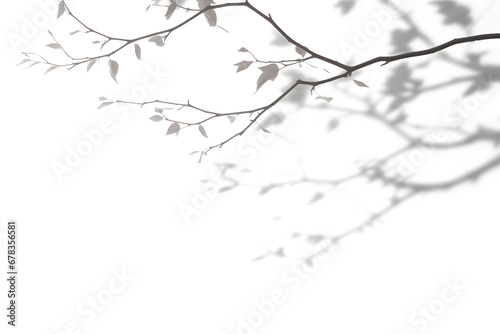 Realistic tree branches shadow blur isolate on transparent backgrounds 3d render