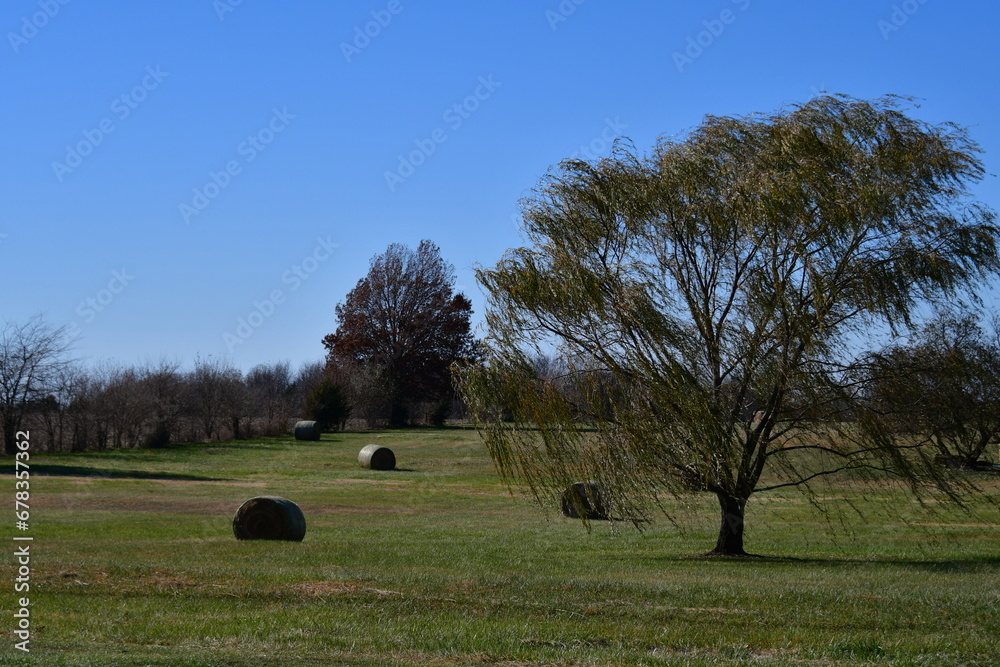 Hay Bales and Weeping Willow Tree in a Field