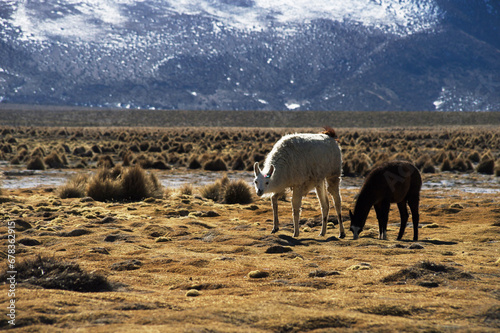 The image shows two alpacas