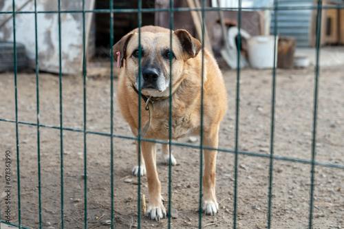 Stray dog in animal shelter waiting for adoption. Portrait of homeless dog in animal shelter cage..