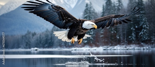 winter as I travel to Alaska I am mesmerized by the breathtaking nature and the tranquil waters that surround me as an eagle soars with incredible speed symbolizing both freedom and power em photo