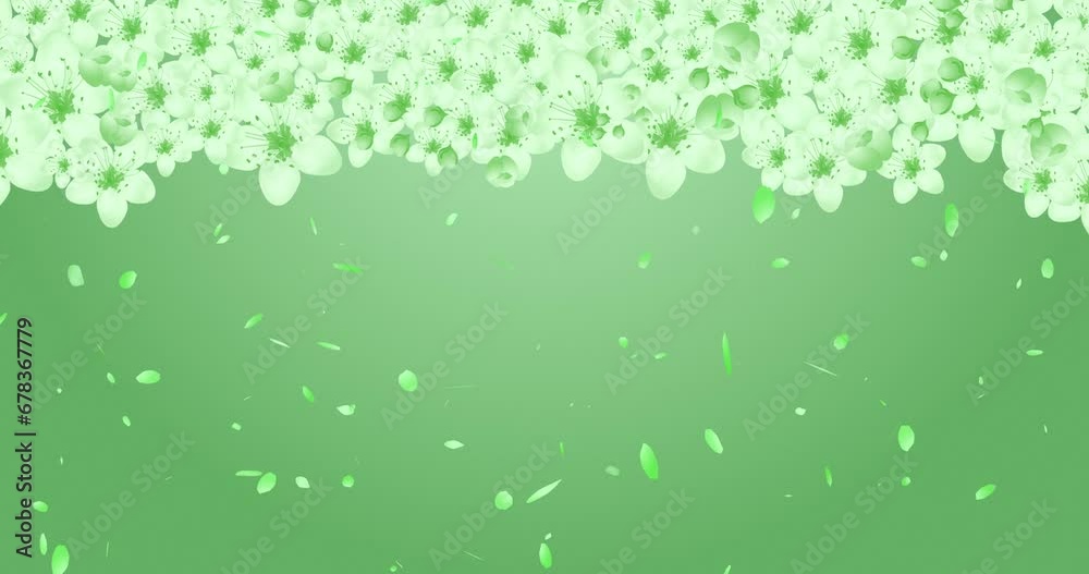tree branches full of flowers with mild movements in wind and flower petals falling slowly. Petals falling over green color background. tree branches full of flowers with mild movements in wind and flower petals falling slowly. Petals falling over green color background.