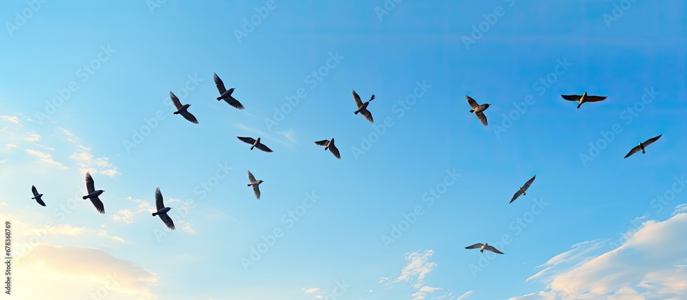Flock of birds in the blue sky silhouettes