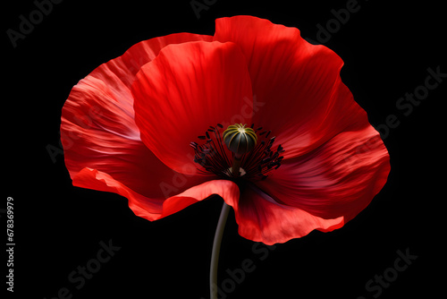 Stylized red poppy flower on black background. Remembrance Day, Armistice Day, Anzac day symbol photo