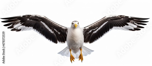 Isolated great black backed seagull flying on white background photo