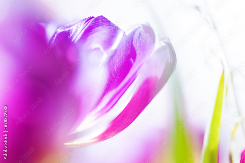 Tulpe seitlich
