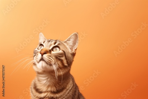 Cute cat looking up on a solid orange background, Banner, Copy Space © Daniel