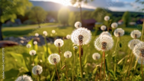 White dandelions on the meadow in the rays of the setting sun. Springtime Concept with a Copy Space. Mothers Day Concept.