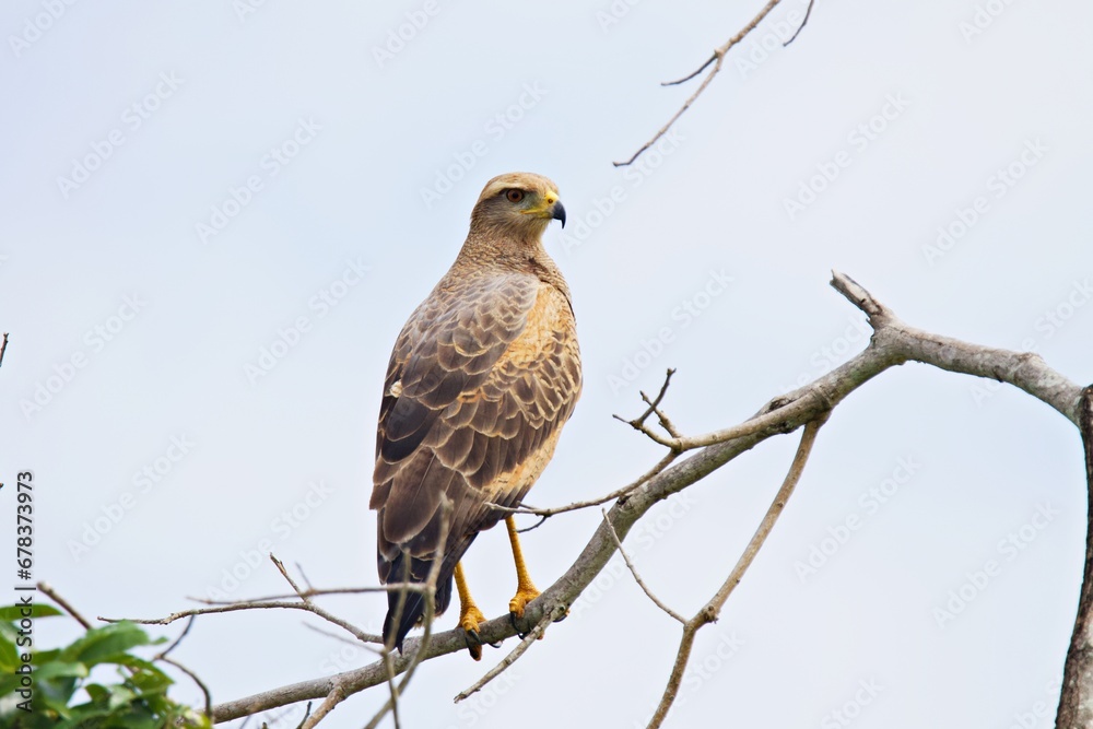 Greifvogel im Amazonas Regenwald Greifvogel im Amazonas Regenwald