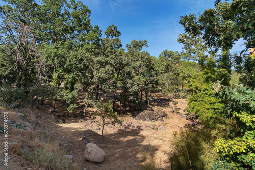 Rural countryside with pines