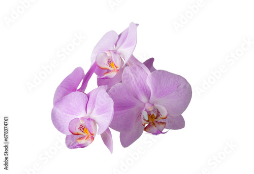 lilac orchid flower on a white background