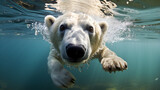 Underwater Closeup of a Swimming Polar Bear
