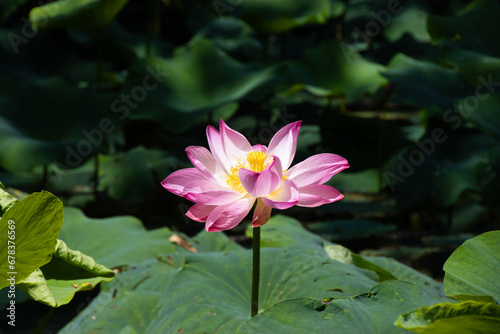 Pink lotus flower in full bloom in the pond