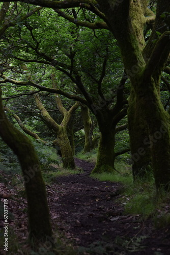 a walk through the clent hills