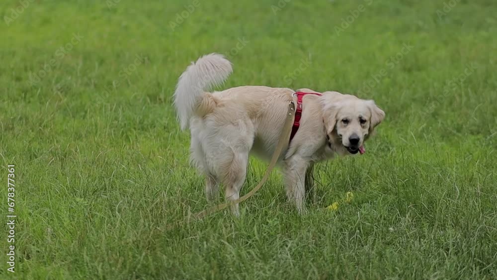 Golden retriever. A golden retriever on a red leash walks on green grass in a park. Golden retriever on a leash in a park, walking area. View of a golden retriever on a leash walking in the park. Golden retriever. A golden retriever on a red leash walks on green grass in a park. Golden retriever on a leash in a park, walking area. View of a golden retriever on a leash walking in the park.