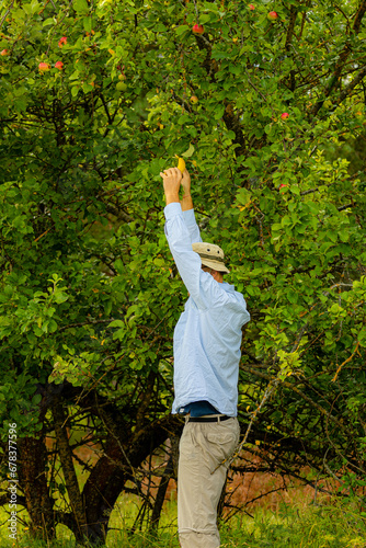 człowiek zrywa banana z jabłoni © Obserwatornia.pl