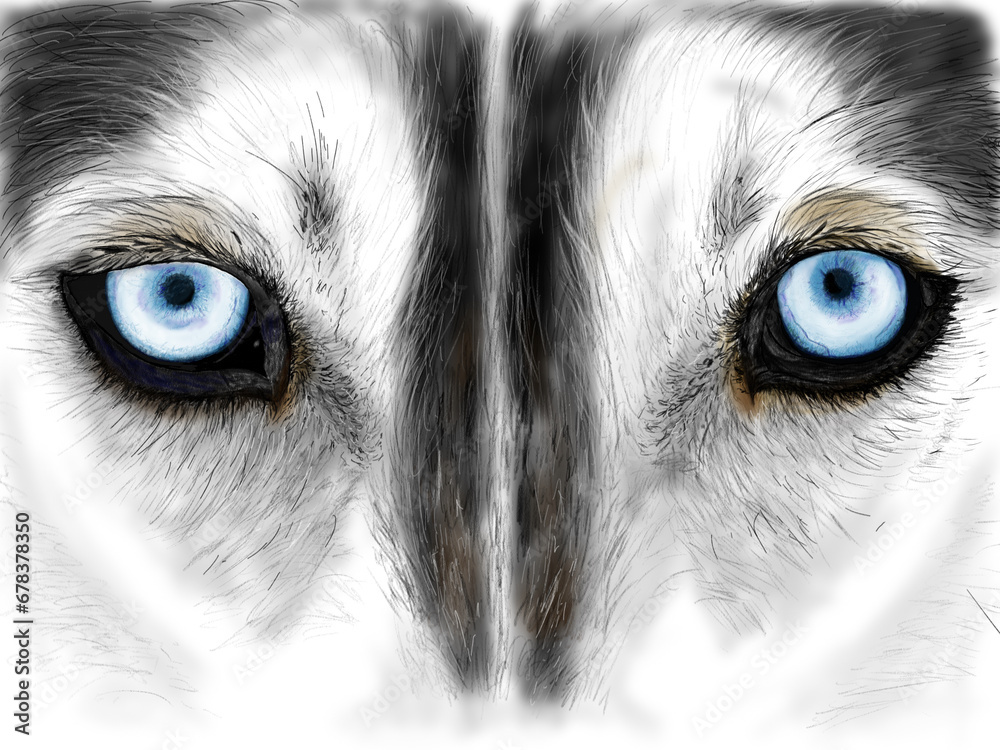 Illustration of a husky face on a white background. The look of a husky eye