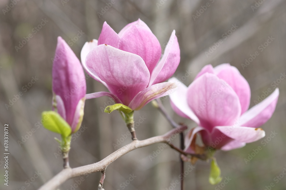 Two purple magnolia flowers on the background of gray branches.