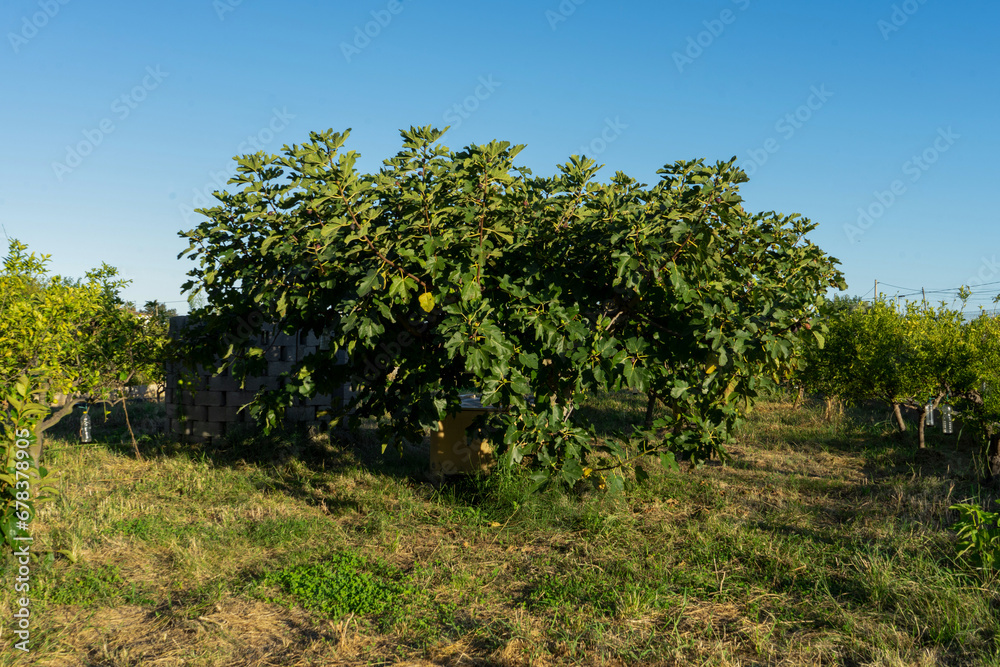 View of a splendid fig tree in a crop field on a nice sunny day