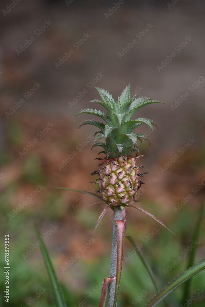 Micro pineapple ornamental pineapple Micro pineapple ornamental pineapple
