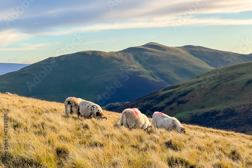 Grazing white sheep on a hilltop in the Scottish Highlands in soft autumn light