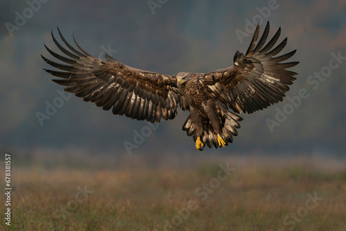 White Tailed Eagle (Haliaeetus albicilla) in flight in the forest of Poland, Europe. Birds of prey. Sea eagle.                          © Albert Beukhof