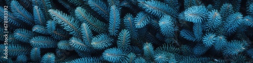 Christmas Tree Background with Natural Colorado Blue Spruce Twigs  Lush Coniferous Pattern